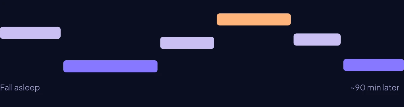 Sleep cycle diagram