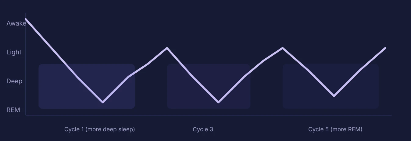 Sleep cycle diagram